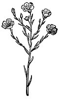 flax_1_sm.gif