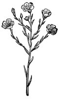 flax_1_md.gif