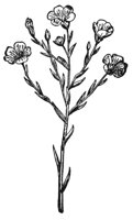 flax_1_lg.gif