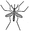 mosquito_2_th.gif