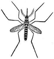 mosquito_2_md.gif