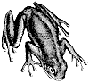 green-tree-frog_1_th.gif