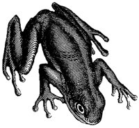 green-tree-frog_1_md.gif