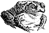common-toad_1_th.gif