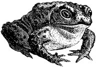 common-toad_1_sm.gif