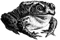 common-toad_1_lg.gif