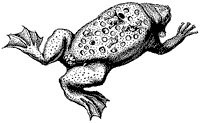 surinam-toad_1_sm.gif