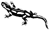 salamander_1_th.gif