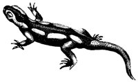 salamander_1_md.gif