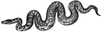 boa-constrictor_1_md.gif