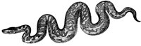 boa-constrictor_1_lg.gif