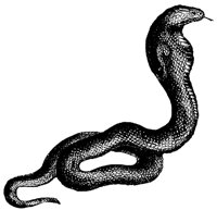 cobra_1_md.gif