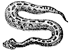 puff-adder_1_th.gif