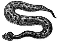 puff-adder_1_lg.gif