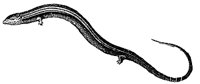 skink_1_md.gif