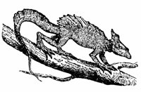 basilisk_1_lg.gif