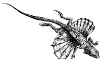 flying-lizard_1_md.gif