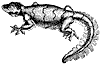 gecko_1_th.gif