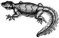 gecko_1_sm.gif