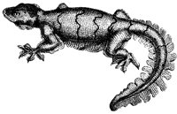 gecko_1_lg.gif
