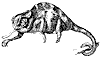 chameleon_1_th.gif