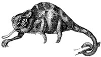chameleon_1_md.gif
