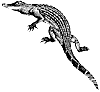 alligator_1_th.gif
