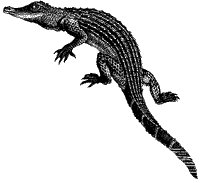 alligator_1_sm.gif