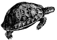 tortoise_1_md.gif