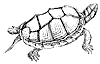 mud-tortoise_1_th.gif