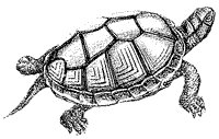mud-tortoise_1_sm.gif