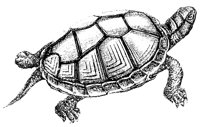 mud-tortoise_1_lg.gif