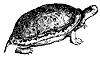 tortoise_2_th.gif