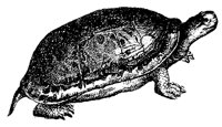 tortoise_2_md.gif