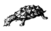 tortoise_3_th.gif