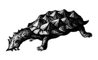 tortoise_3_lg.gif