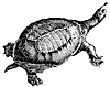 tortoise_4_th.gif