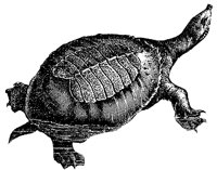tortoise_4_md.gif