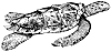 hawksbill-turtle_1_th.gif