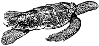 hawksbill-turtle_1_sm.gif