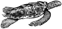hawksbill-turtle_1_lg.gif