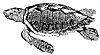 loggerhead-turtle_2_th.gif