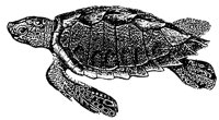 loggerhead-turtle_2_md.gif