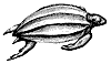 leatherback-turtle_2_th.gif
