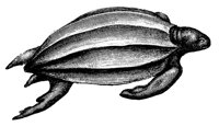 leatherback-turtle_2_lg.gif