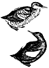 guillemot_1_th.gif