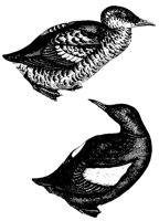 guillemot_1_lg.gif