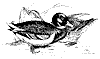 duck_1_th.gif