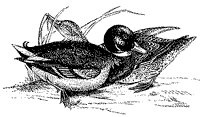 duck_1_sm.gif