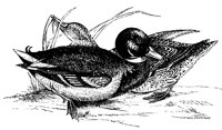 duck_1_lg.gif